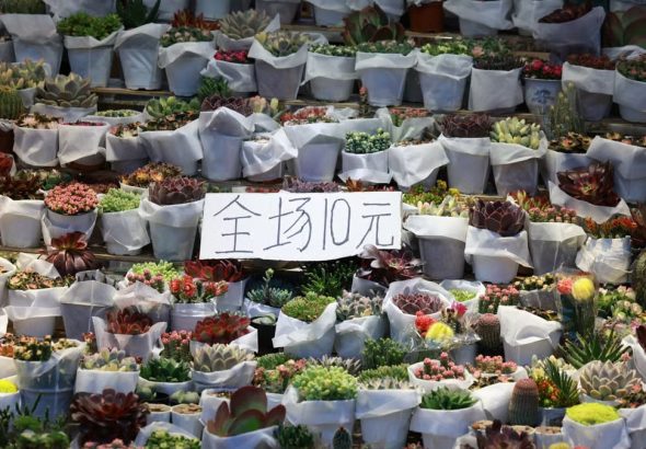 Abundant succulent plants on display at a market stall with a price sign, perfect for gardening enthusiasts.